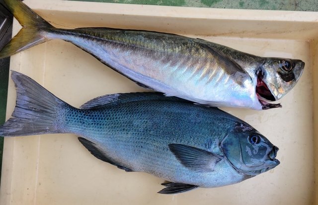 メジナ・アジ(マアジ)