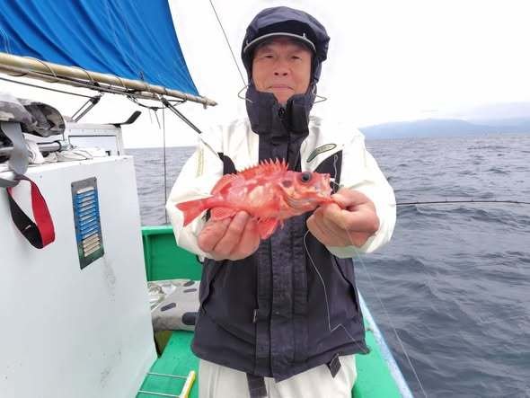 ノドグロカサゴ(ユメカサゴ)