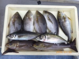 アジ(マアジ)・イサキ