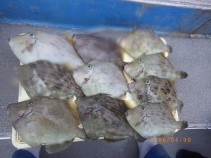 カワハギ