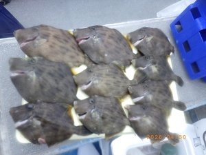 カワハギ