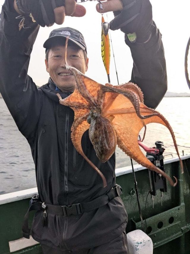 タコ(マダコ)