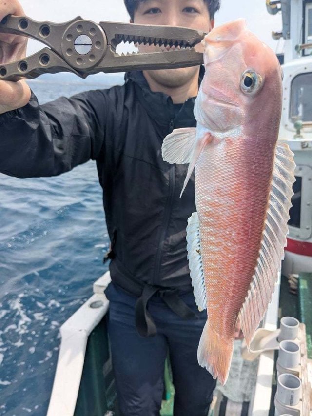 シロアマダイ