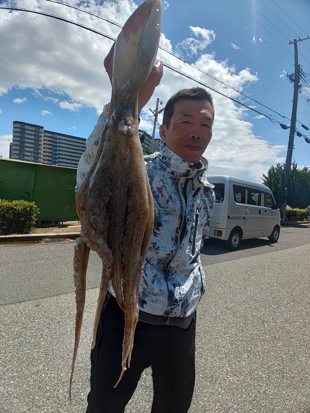マダコ