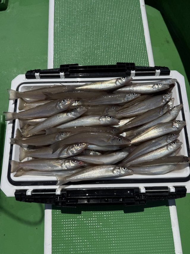 シロギス