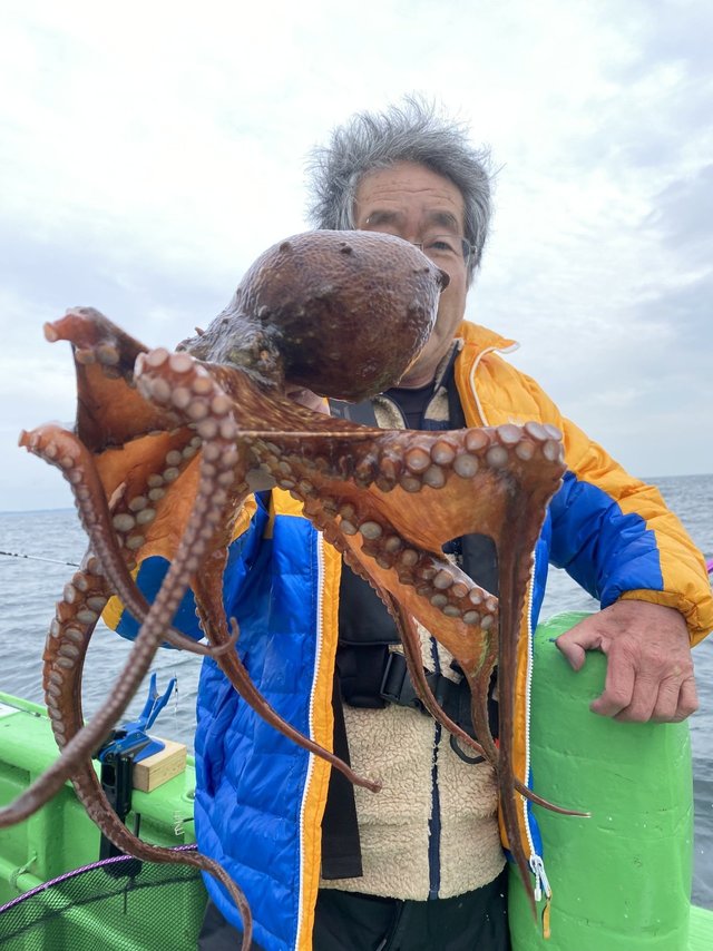 マダコ
