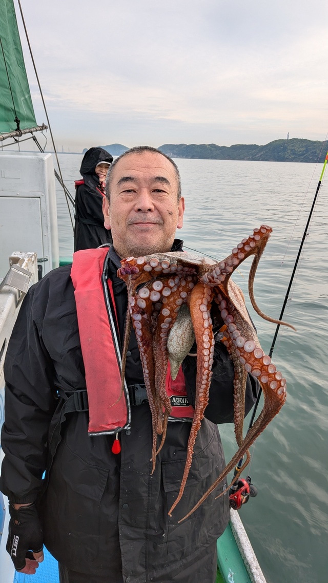 マダコ