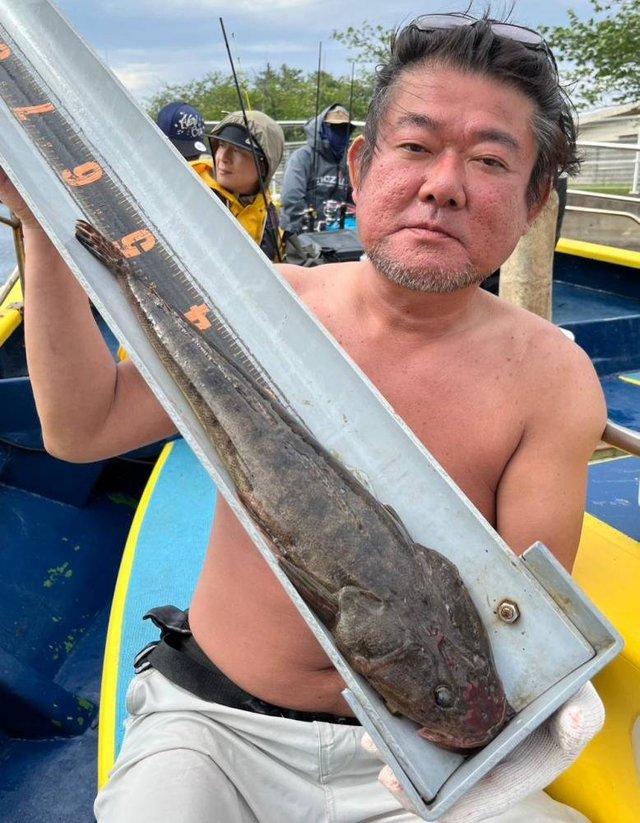 マゴチ
