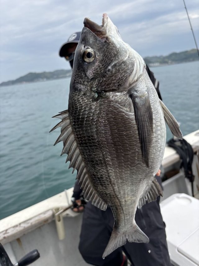 クロダイ