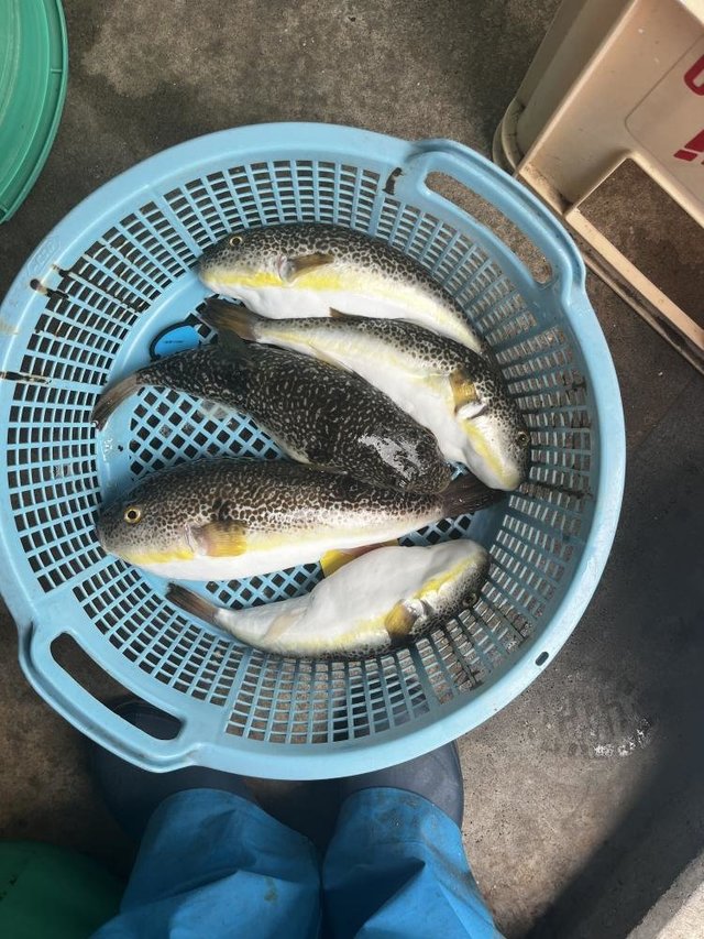 ショウサイフグ