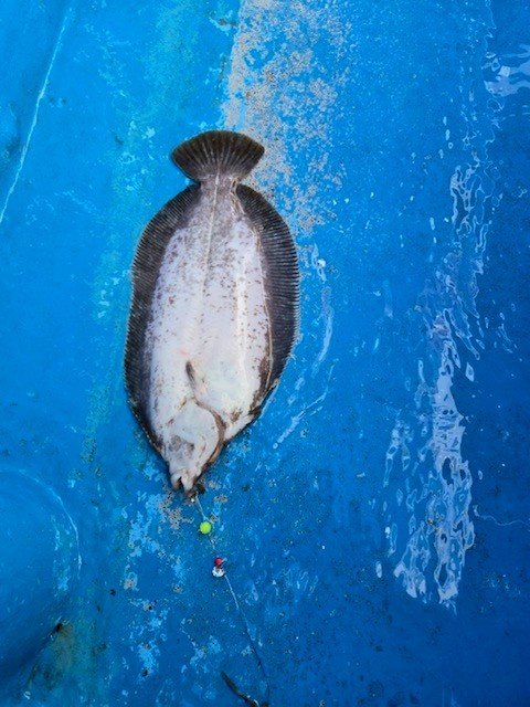 ナメタカレイ(ババガレイ)