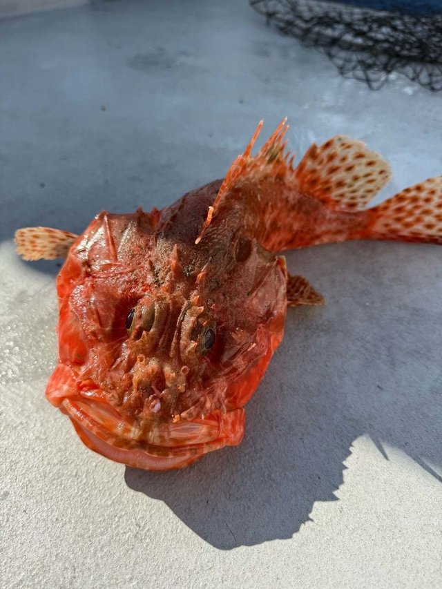 オニカサゴ