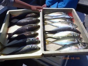 アジ(マアジ)・イサキ