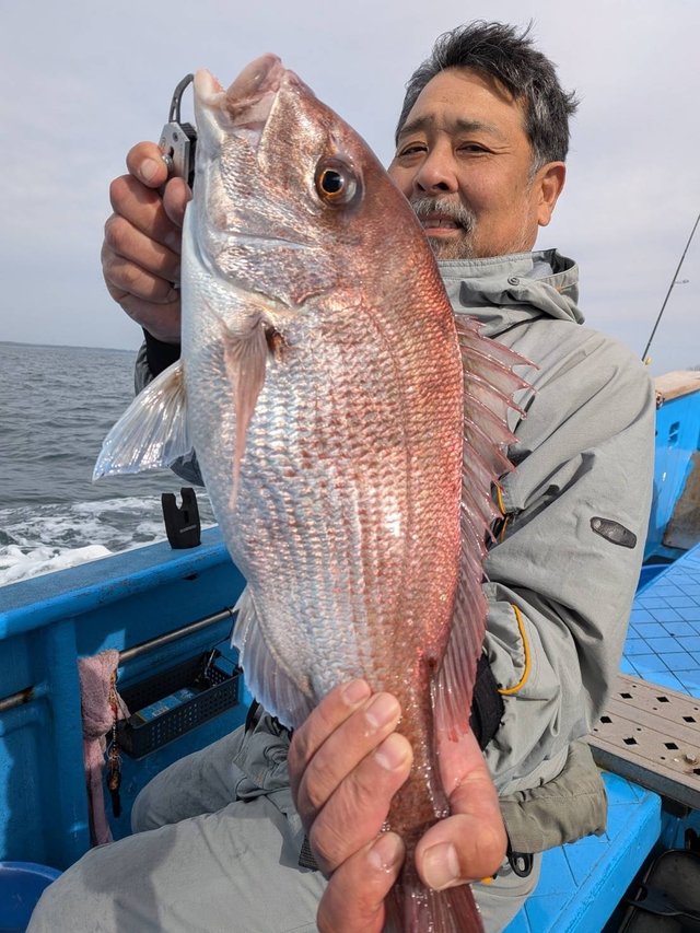 マダイ