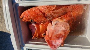 オニカサゴ