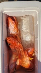 オニカサゴ
