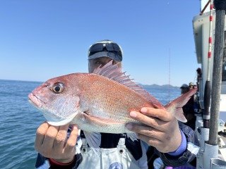 マダイ