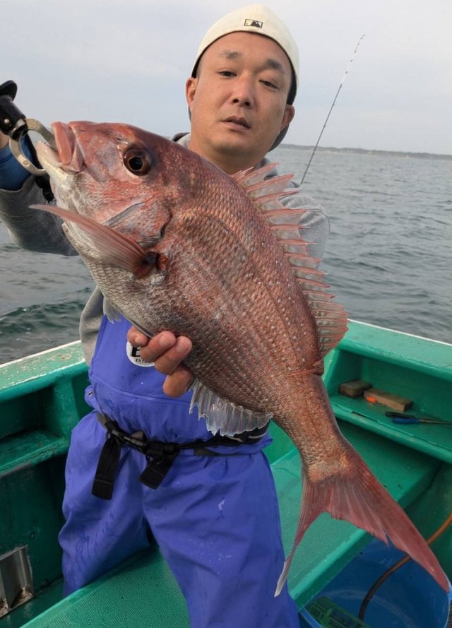 マダイ