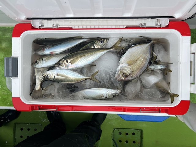 アジ(マアジ)