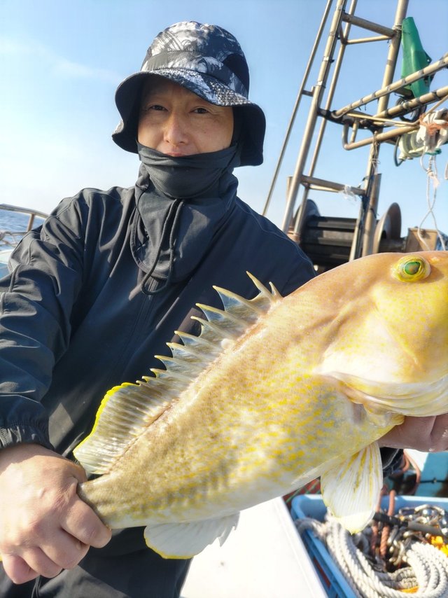 アオハタ