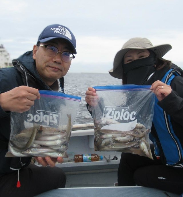 シロギス