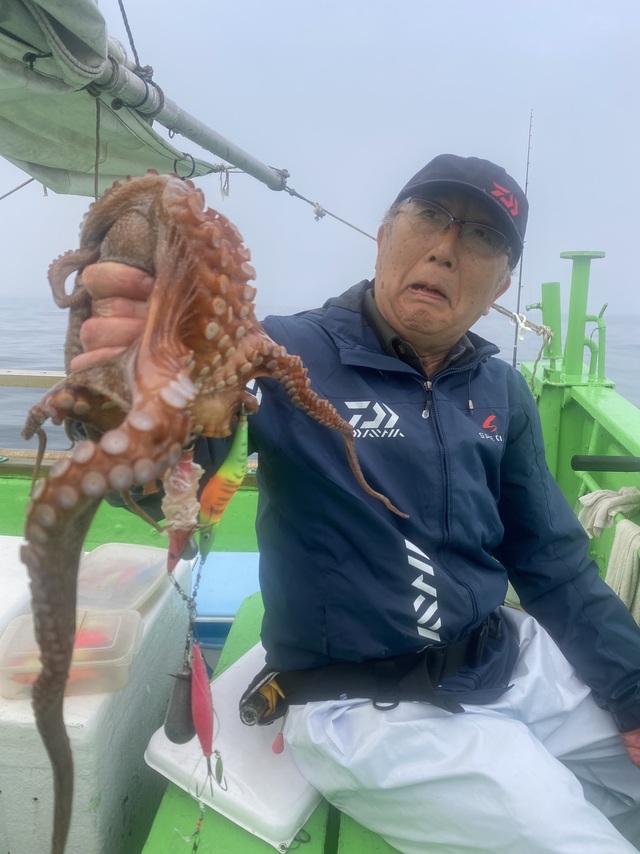 マダコ