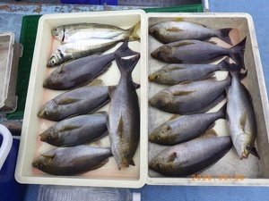 アジ(マアジ)・イサキ