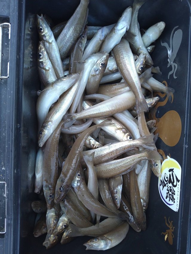 シロギス