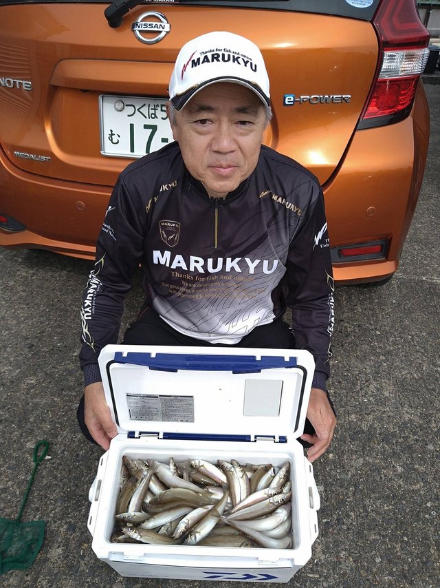 シロギス