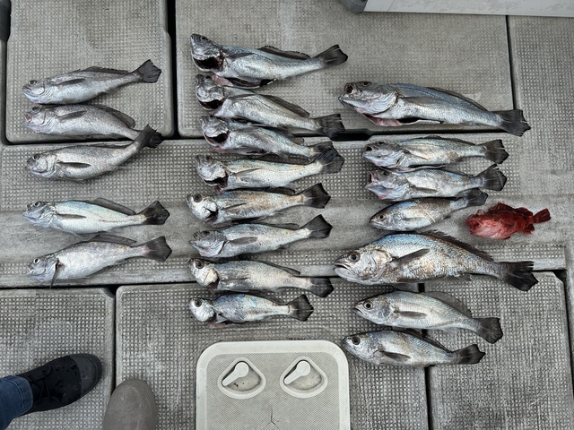 激レア！スポーツフィッシング投げ釣り　産報出版 広島県WANTEDの釣果情報|因島|投げ釣り|キス【2026年5月】 | 釣り具の