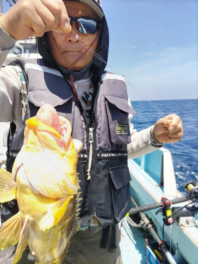 アオハタ