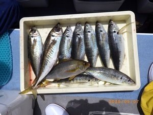 アジ(マアジ)・イサキ