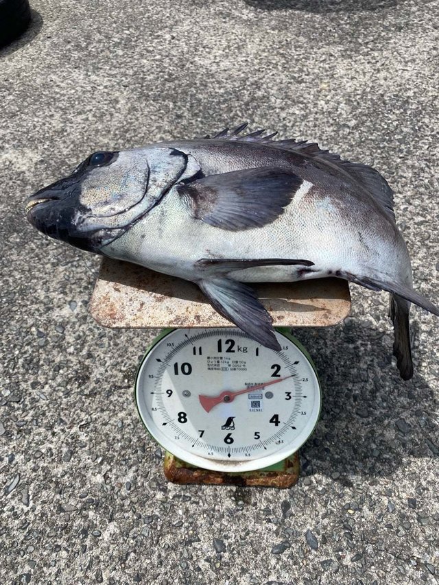 イシダイ