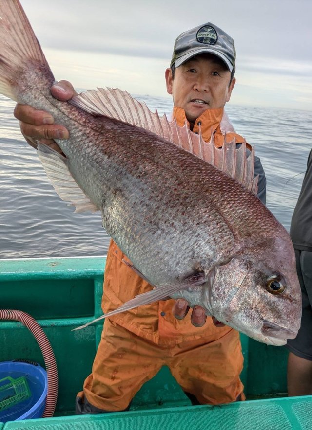 マダイ