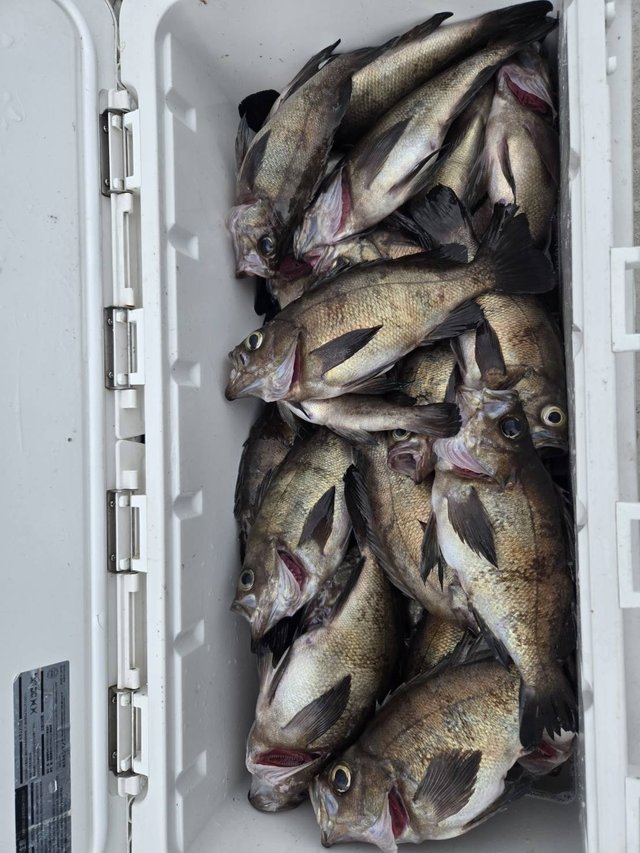 メバル