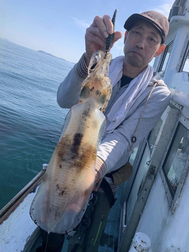 アオリイカ