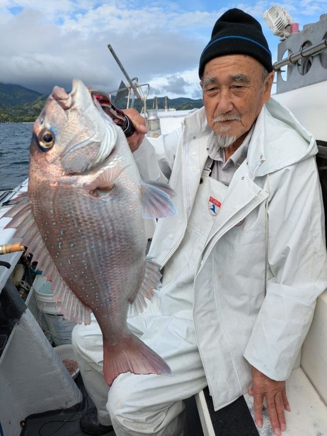マダイ