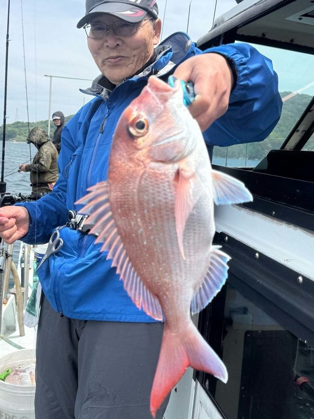 マダイ