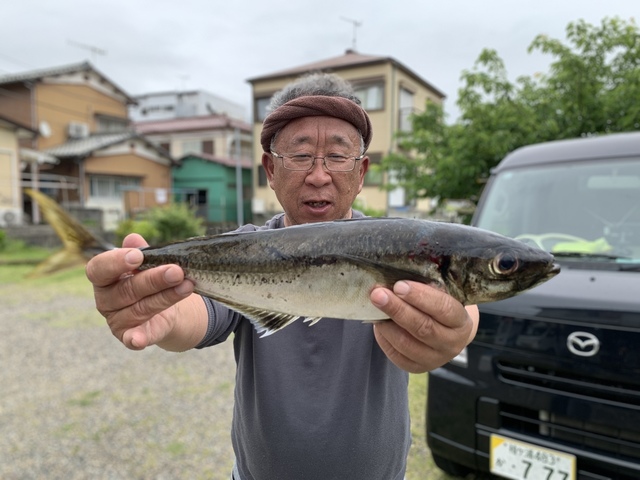 アジ(マアジ)