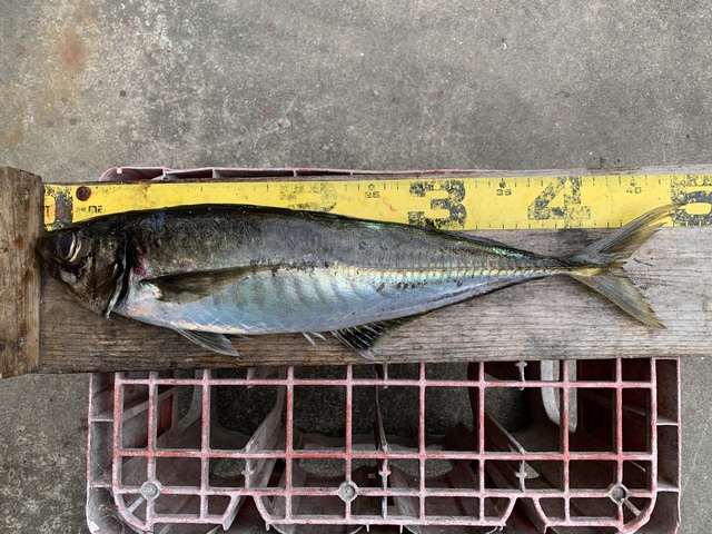 アジ(マアジ)