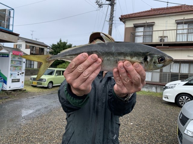 アジ(マアジ)
