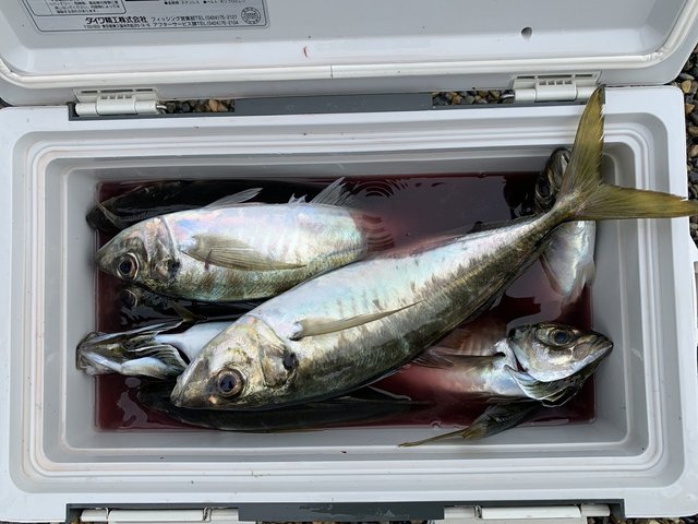 アジ(マアジ)