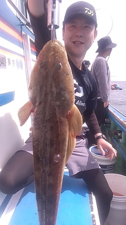 マゴチ
