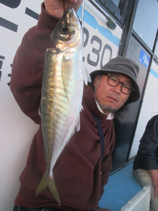 アジ(マアジ)
