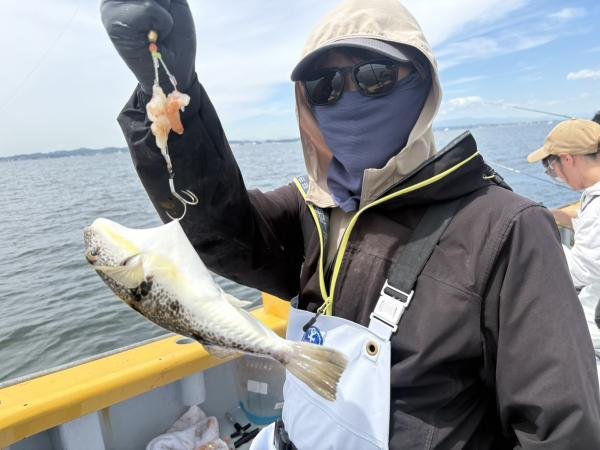 ショウサイフグ