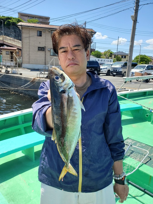 アジ(マアジ)