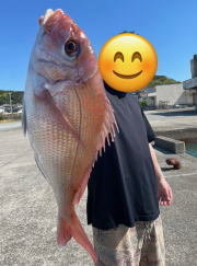 マダイ