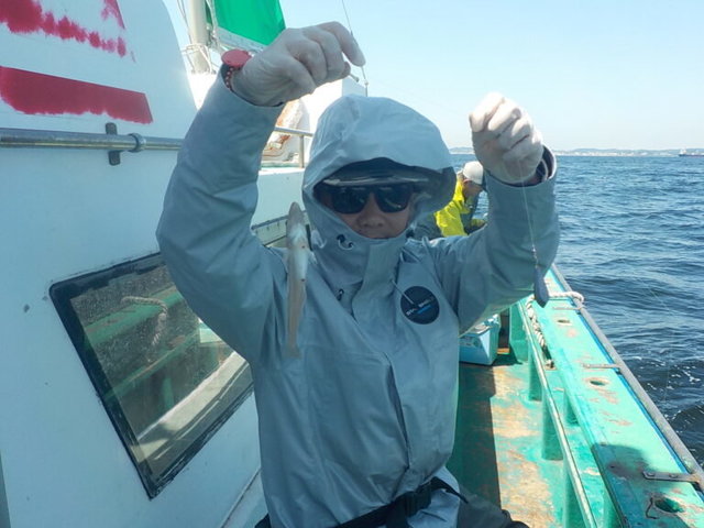 シロギス