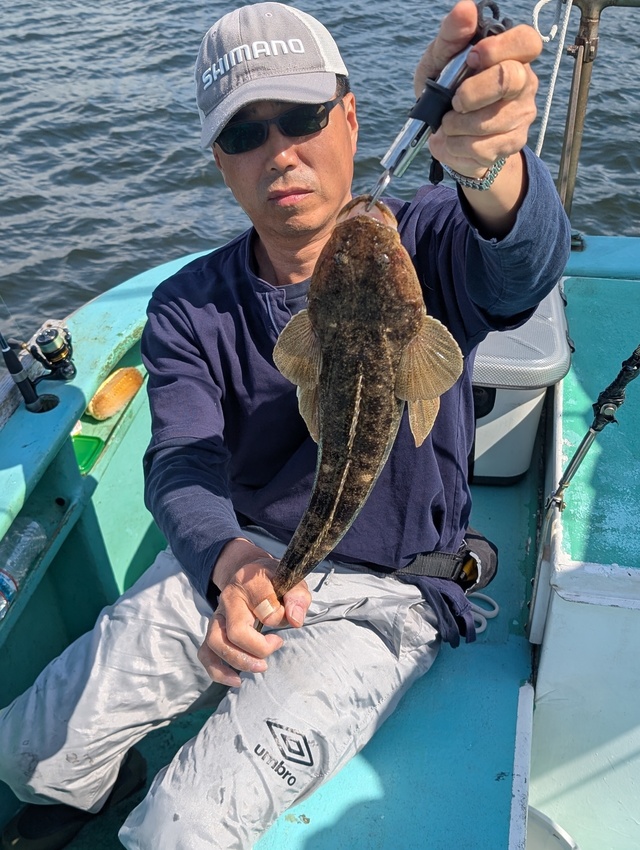マゴチ