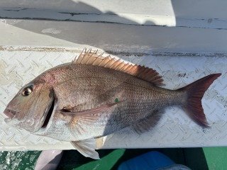 マダイ